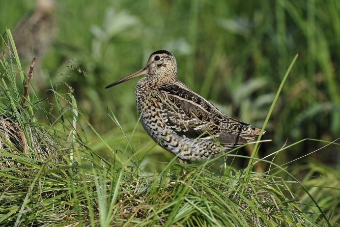 Вальдшнеп и Бекас птица