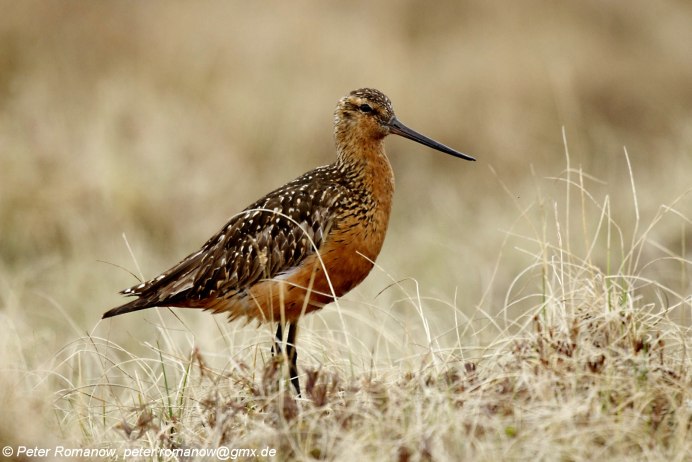 Кулик вальдшнеп