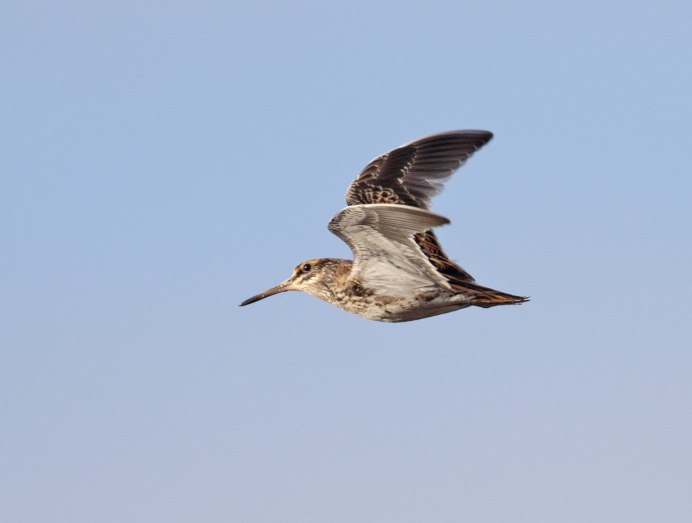 Азиатский Бекас – Gallinago stenura