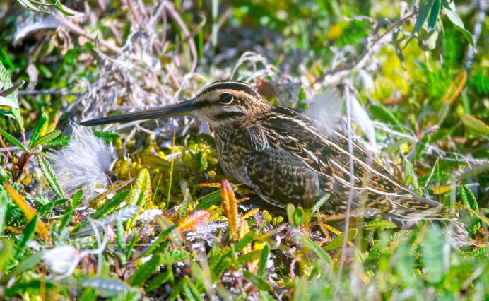 Дупель Бекас гаршнеп Коростылев