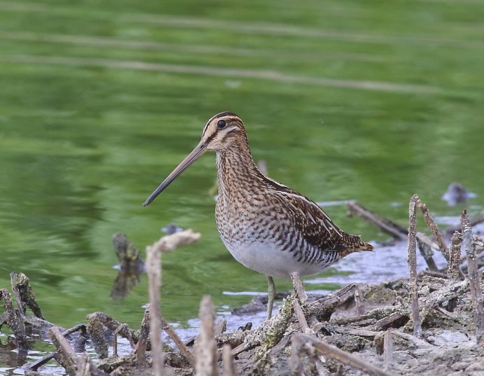 Птичка Бекас
