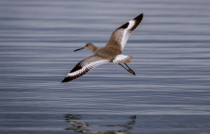 Кулик вальдшнеп
