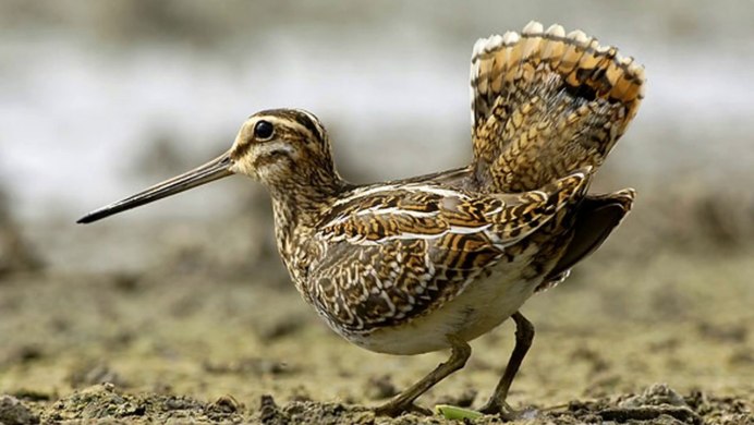 Кулик Бекас