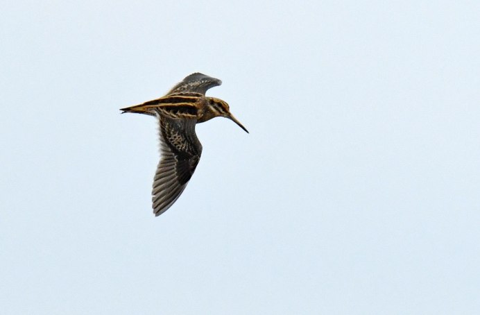 Большой кроншнеп - Numenius Arquata