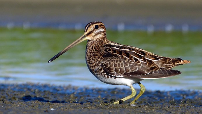 Бекас Долгонос птица