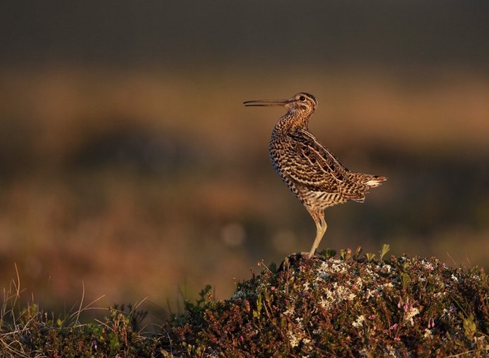 Длинноносый дупель