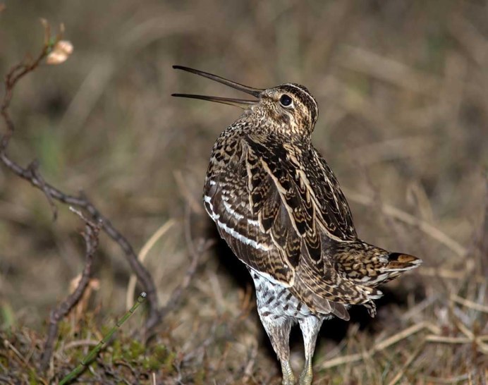 Бекасов Сандер птица