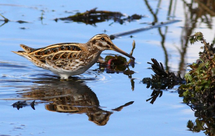 Бекасы полеты птицы