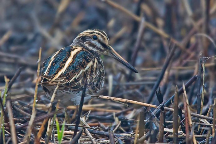 Бекас Долгонос птица