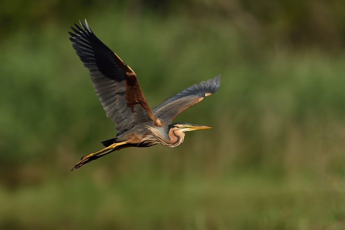 Гаршнеп в полете вид снизу