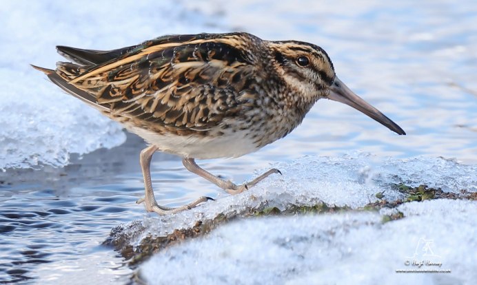 Кулик гаршнеп