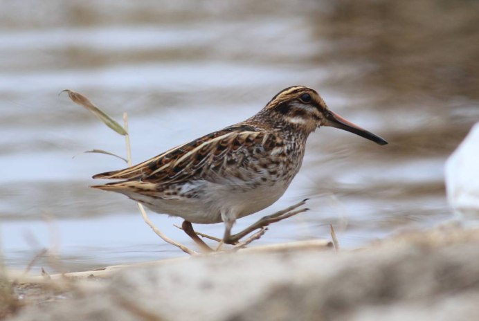 Вальдшнеп болотно Луговая