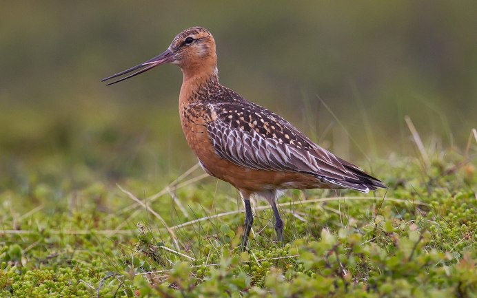 Болотная птица Бекас