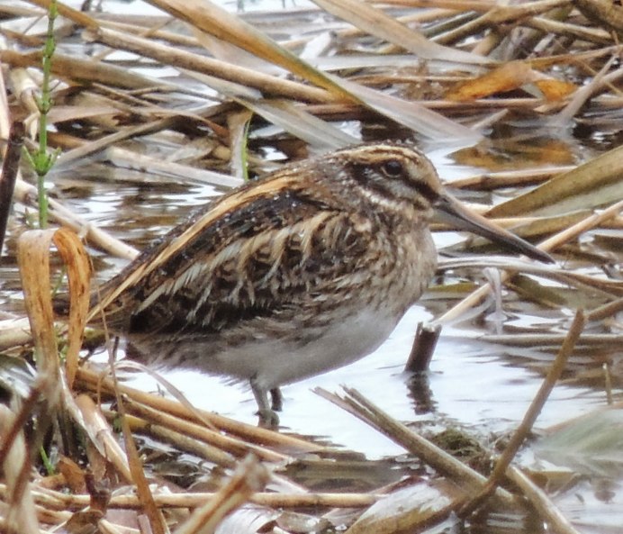 Гаршнеп вальдшнеп Бекас