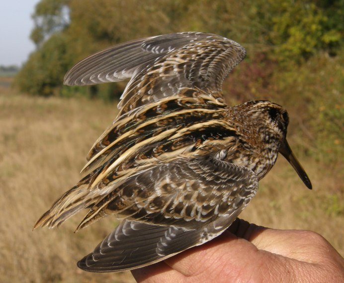 Limicola falcinellus