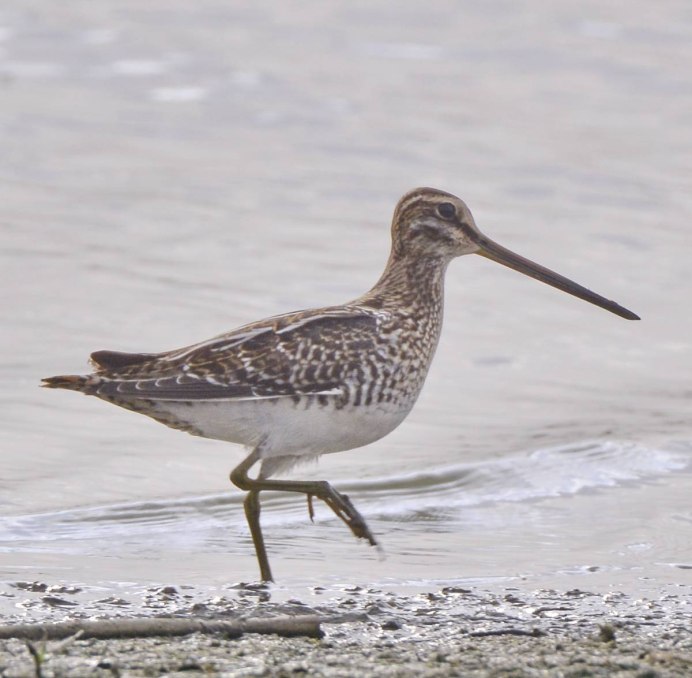 Бекас Долгонос птица