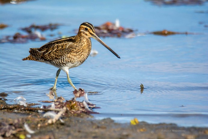 Обыкновенный Бекас гнездо