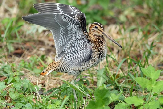 Токовые полеты бекаса