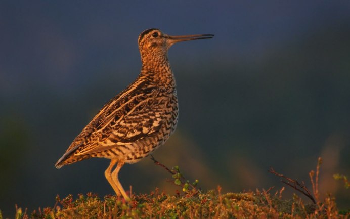 Гаршнеп размножения