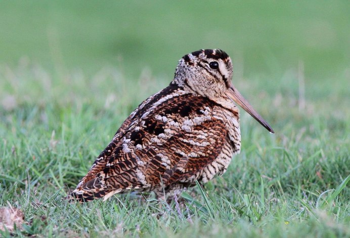 Бекас Кулик птица