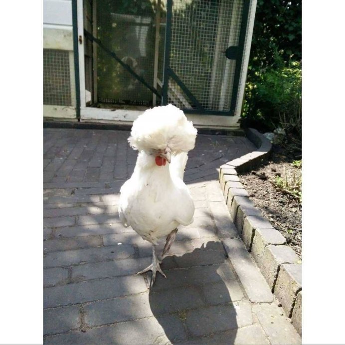 Цыплята породы султанка