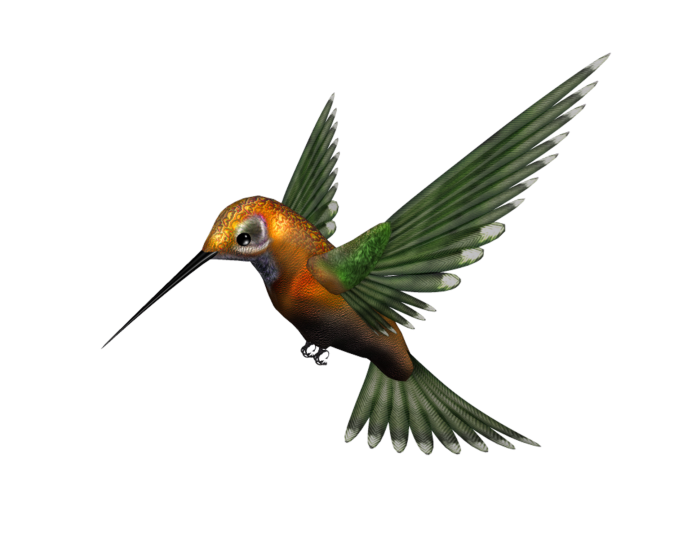 Колибри florisiga Mellivora