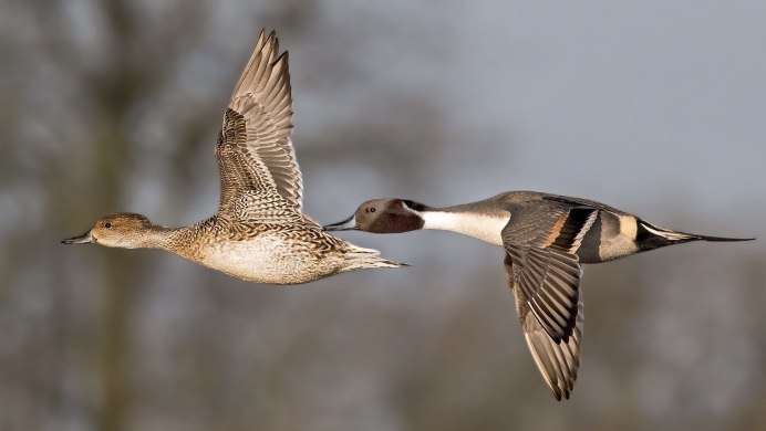 Pintail Avenue