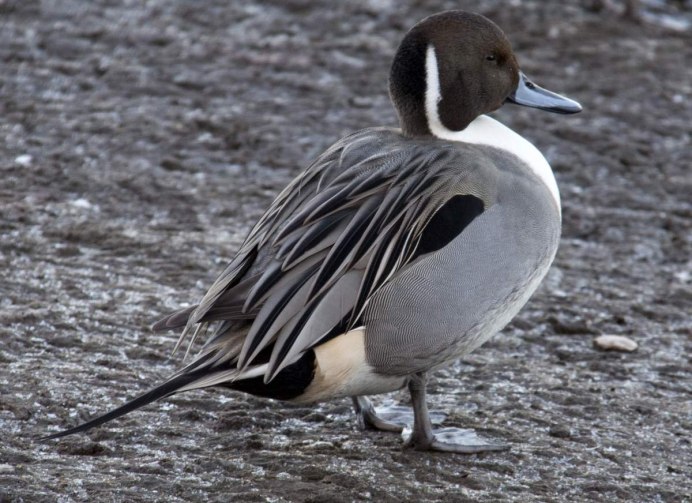 Pintail Duck