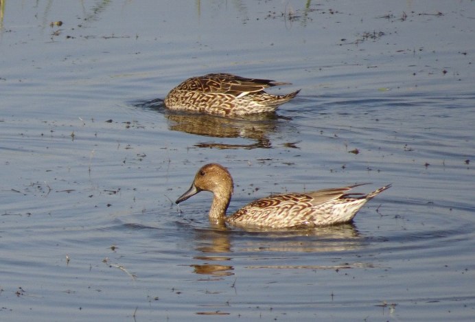 Чучела шилохвости Greenhead Gear ghg