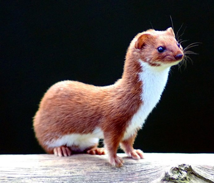 Горностай (Mustela erminea)