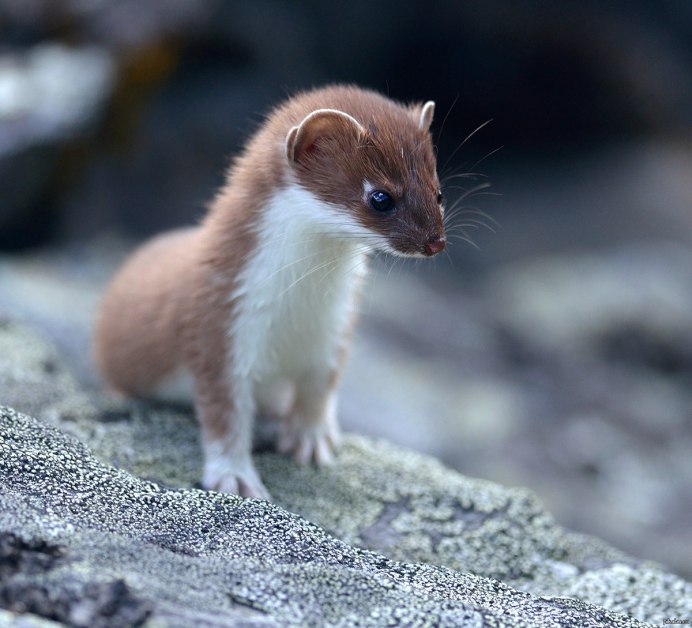 Горностай (Mustela erminea)