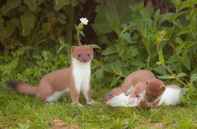 Горностай (Mustela erminea)