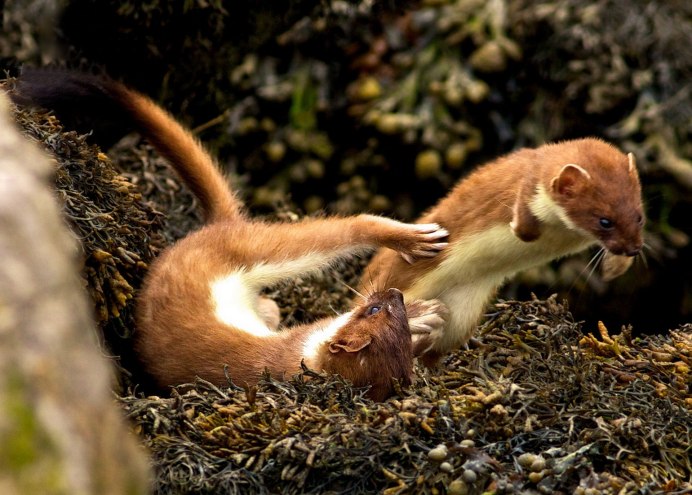 Американская норка (Mustela Vison)