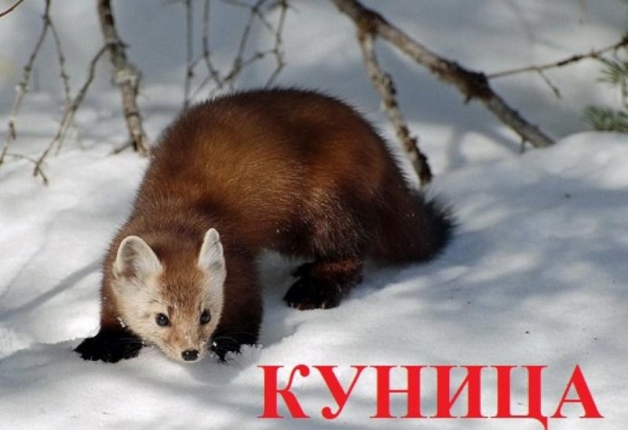 Амурский Степной хорь