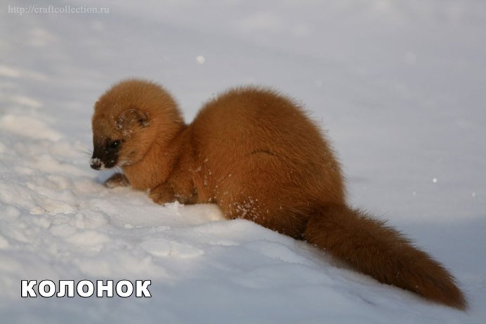 Куница ласка горностай
