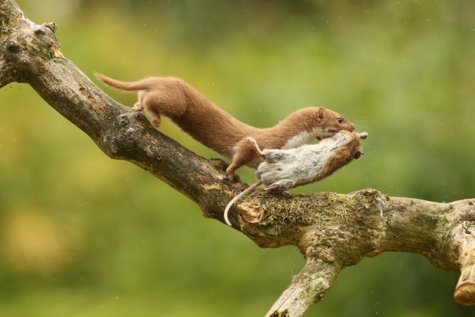 Колонок – Mustela sibirica Pallas