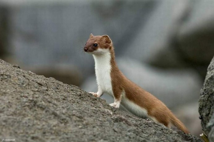 Mustela nivalis