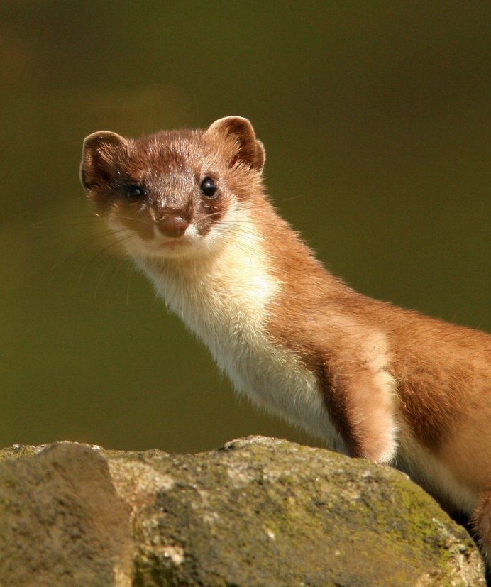 Колонок Mustela sibirica