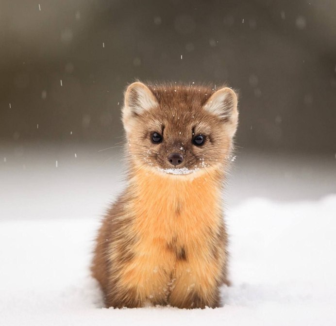 Горностай (лат. Mustela erminea)