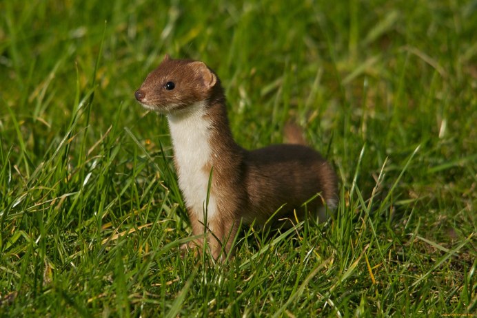 Горностай (Mustela erminea)