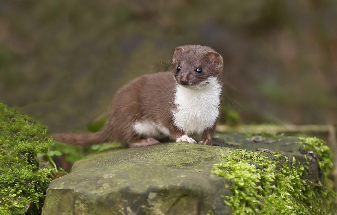 Ласка обыкновенная (Mustela nivalis)