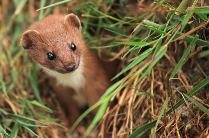 Горностай (Mustela erminea)