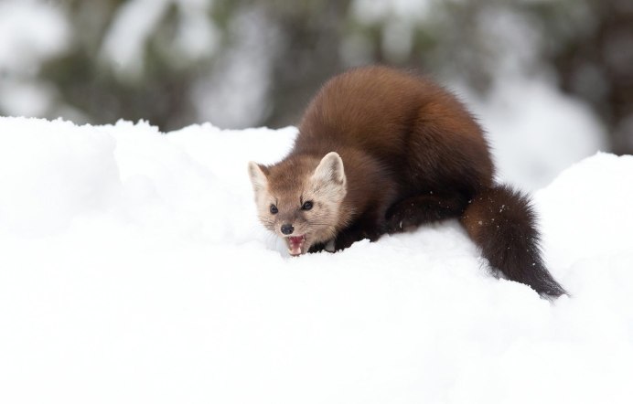 Европейская норка Mustela lutreola (Linnaeus, 1761)