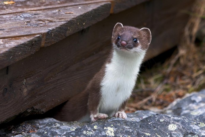 Mustela nivalis Linnaeus