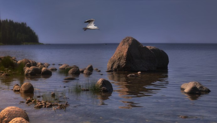 Птицы белого моря