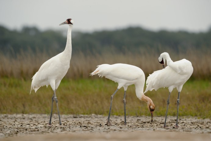 Grus rubicunda