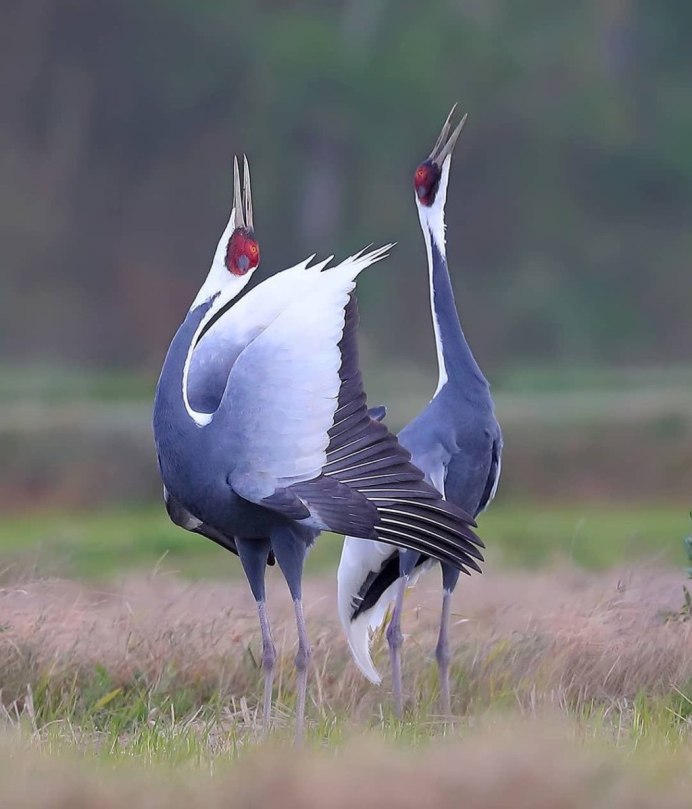 Японский (Уссурийский) журавль Grus japonensis
