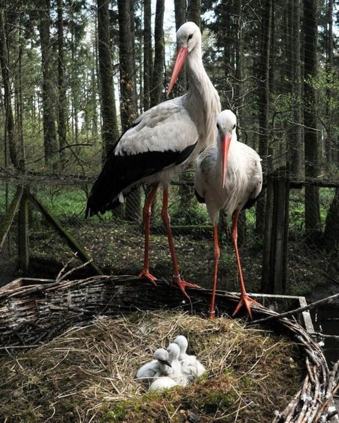 Grus monacha
