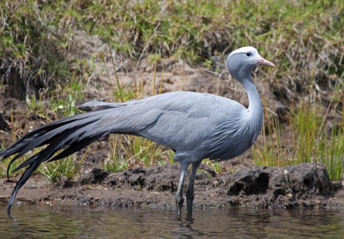 Betsy Heron