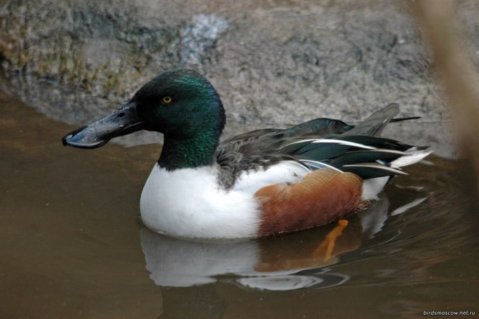 Anas clypeata